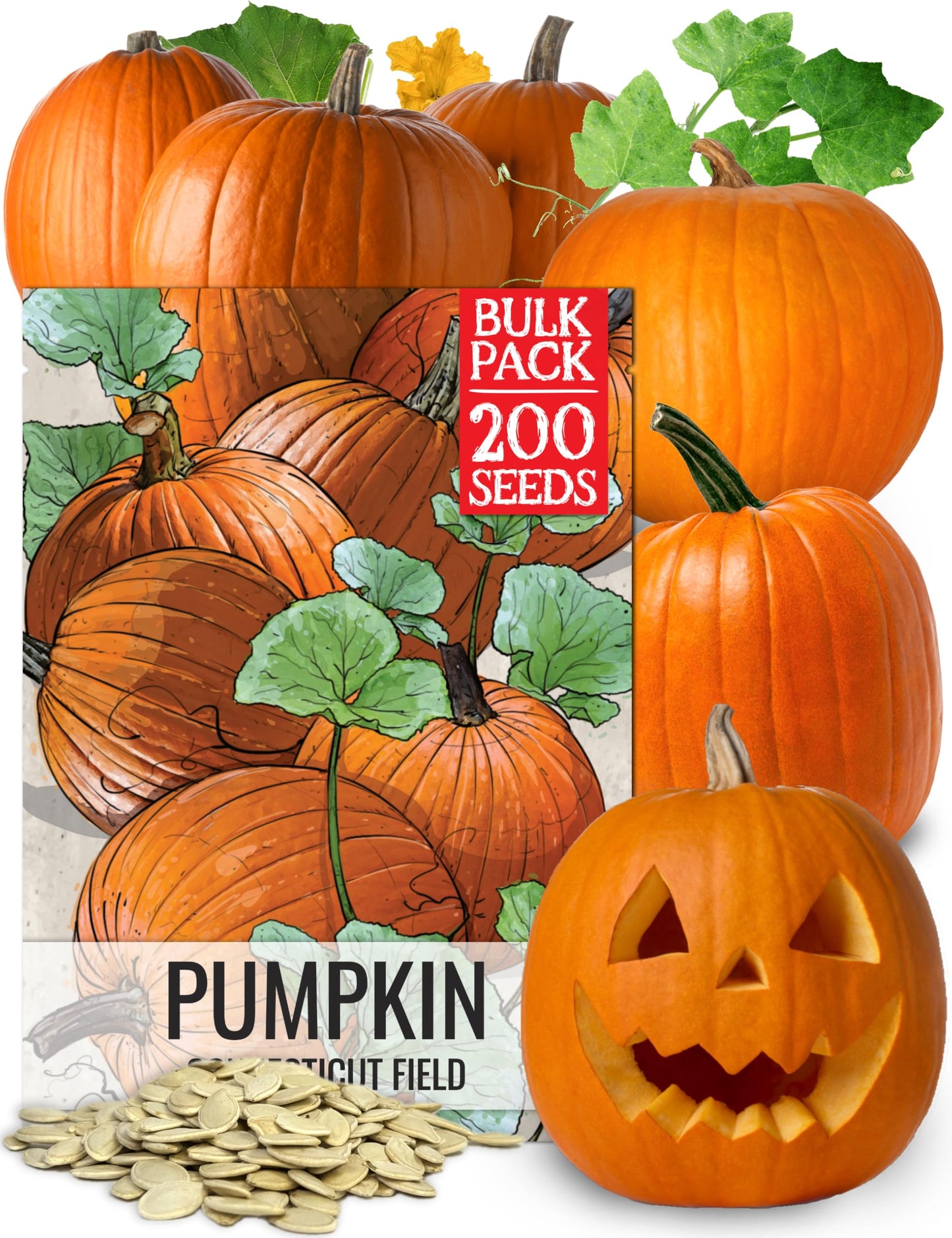 Seed Needs Connecticut Field Pumpkin Seeds for Planting | 1 Ounce Cucurbita Pepo Heirloom Vegetable Seeds Non GMO | American Field Favorite Carving Pumpkin | Bulk