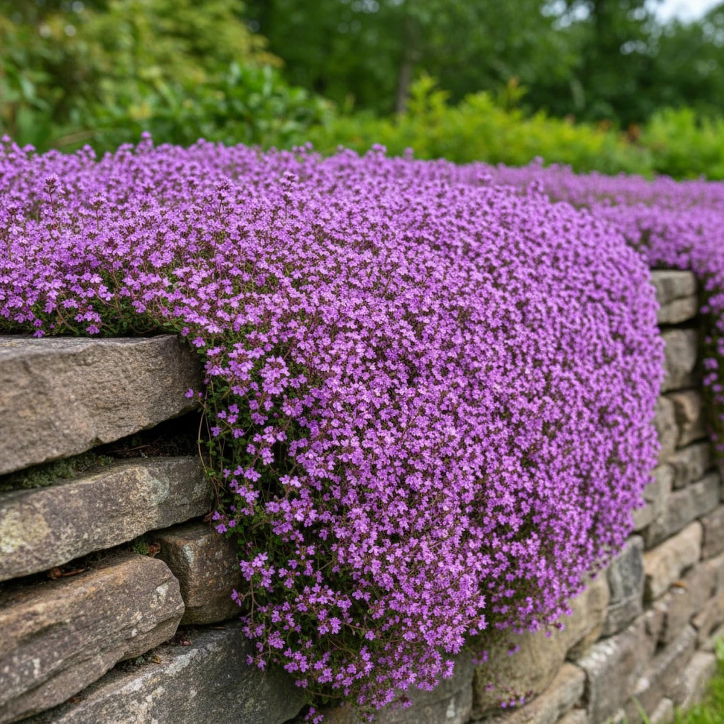 30,000+ Pcs Creeping Thyme Seeds for Planting Low Growing Ground Cover for Sunny Walkways Garden Beds and Open Soil Areas (Purple)