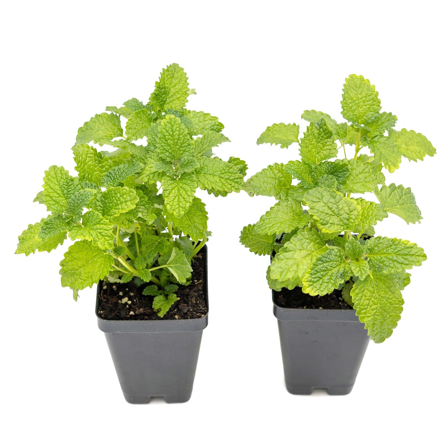 2 Lemon Balm Plants in Cubes | Live Aromatic Culinary Medicinal Herb with Lemon-Scented Foliage | Fast-Growing Perennial Shrub for Teas, Pollinators, Containers & Gardens (Melissa officinalis)