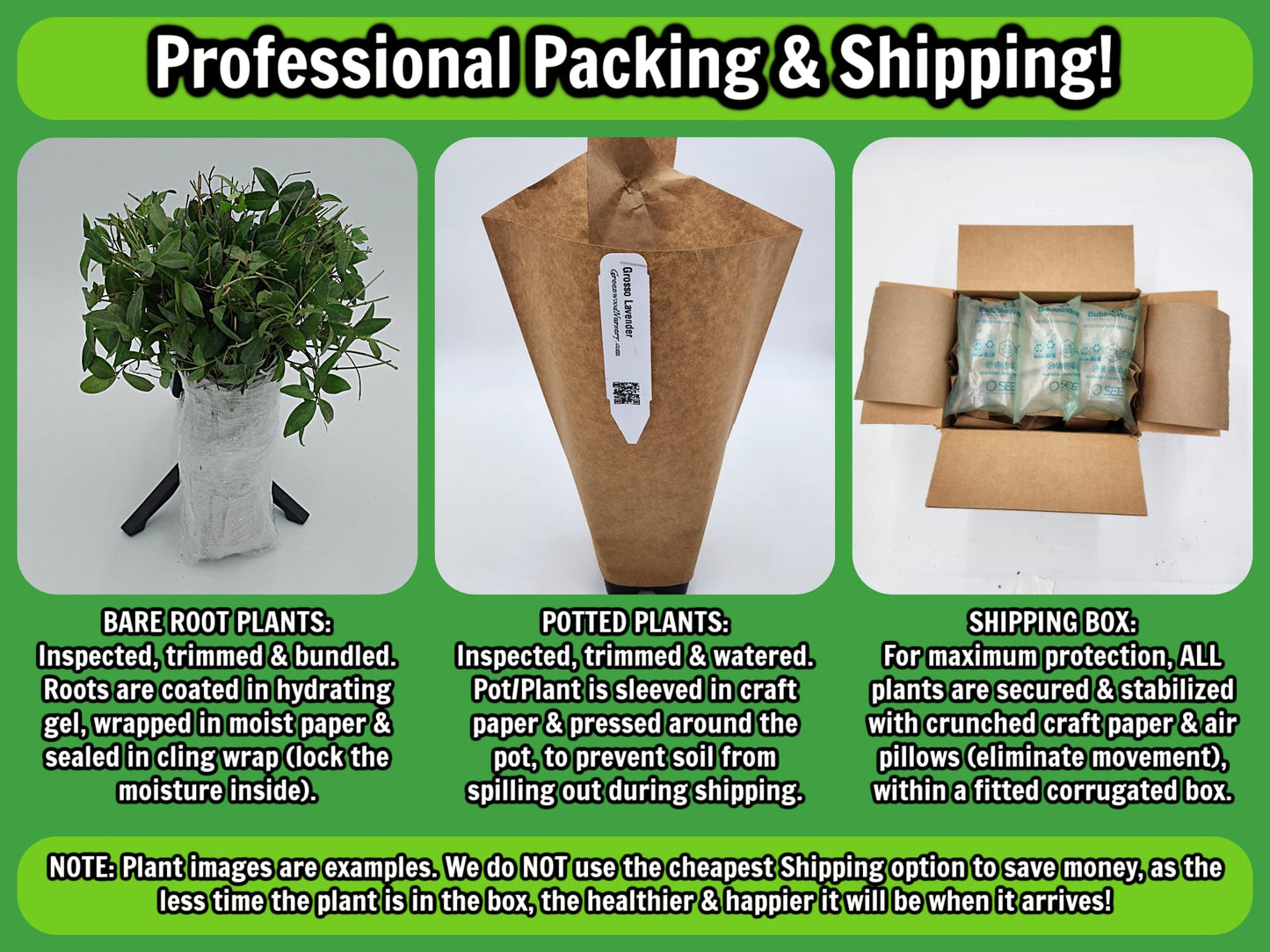 Greenwood Nursery: Live Perennial Plants - Yellow Trumpet Creeper Vine + Campsis Radicans - [Qty: 5X 3.5 Pots] - (Click for Other Available Plants/Quantities)
