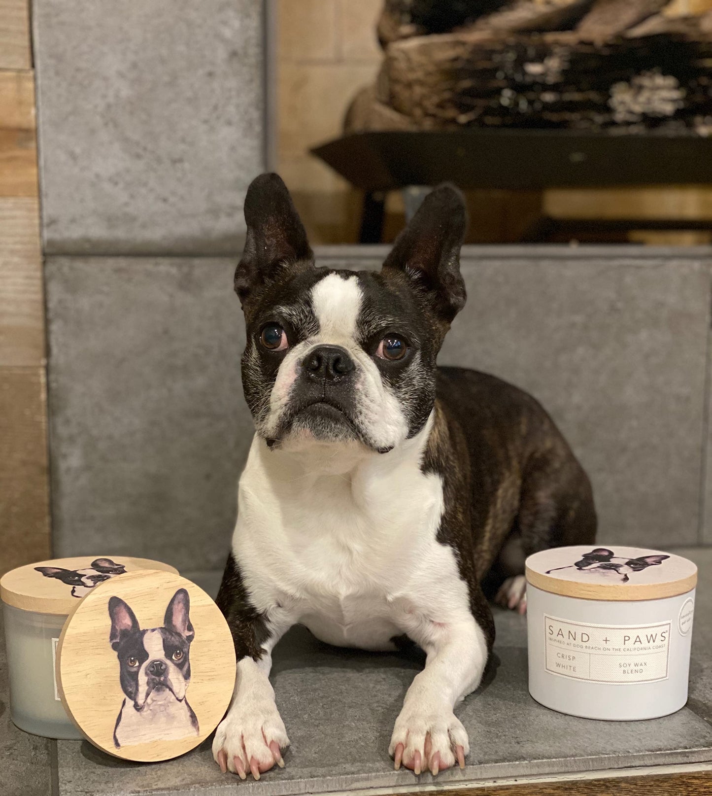 Sand + Paws Scented Candle - Ocean & Sea Salt - Additional Scents and Sizes –Luxurious Air Freshening Jar Candles Neutralize pet Odors and Enhance Home décor – 100% Cotton Lead-Free Wicks - 12 oz