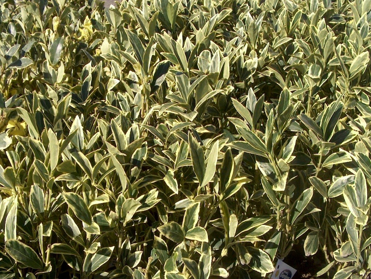 Ligustrum Japonicum Jack Frost - 40 Live Plants - Evergreen Privacy Hedge Variegated Tips