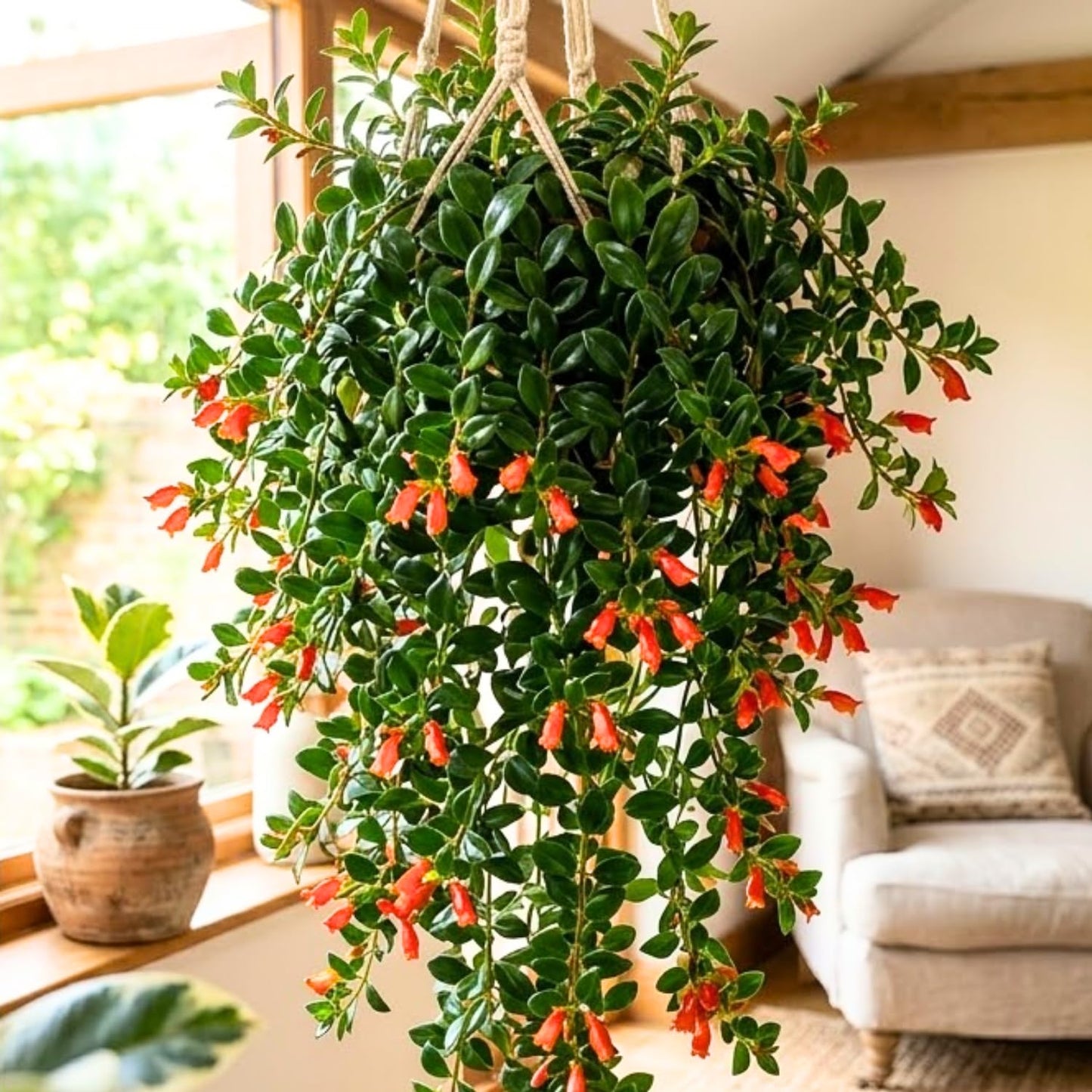 Tropical Goldfish Plant Live, 4" Potted Trailing Houseplant for Indoor or Patio Hanging