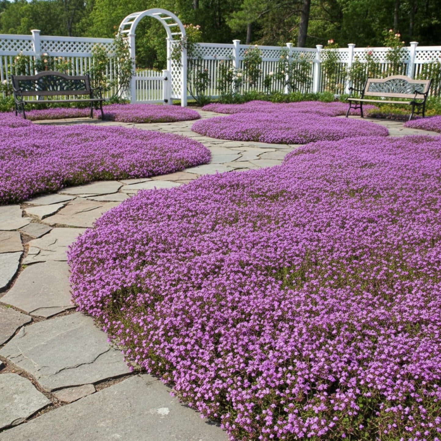 30,000+ Pcs Creeping Thyme Seeds for Planting Low Growing Ground Cover for Sunny Walkways Garden Beds and Open Soil Areas (Purple)