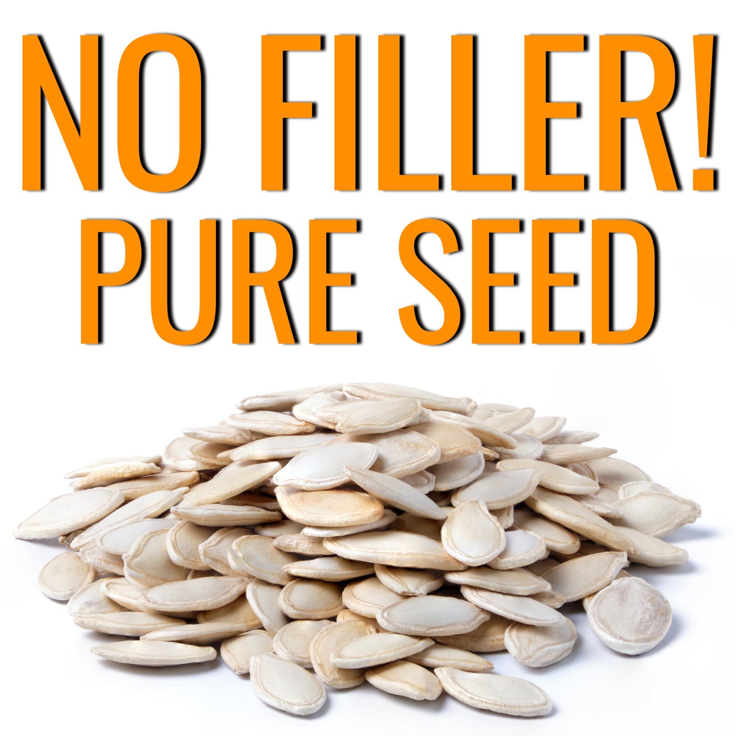 Seed Needs Connecticut Field Pumpkin Seeds for Planting | 1 Ounce Cucurbita Pepo Heirloom Vegetable Seeds Non GMO | American Field Favorite Carving Pumpkin | Bulk