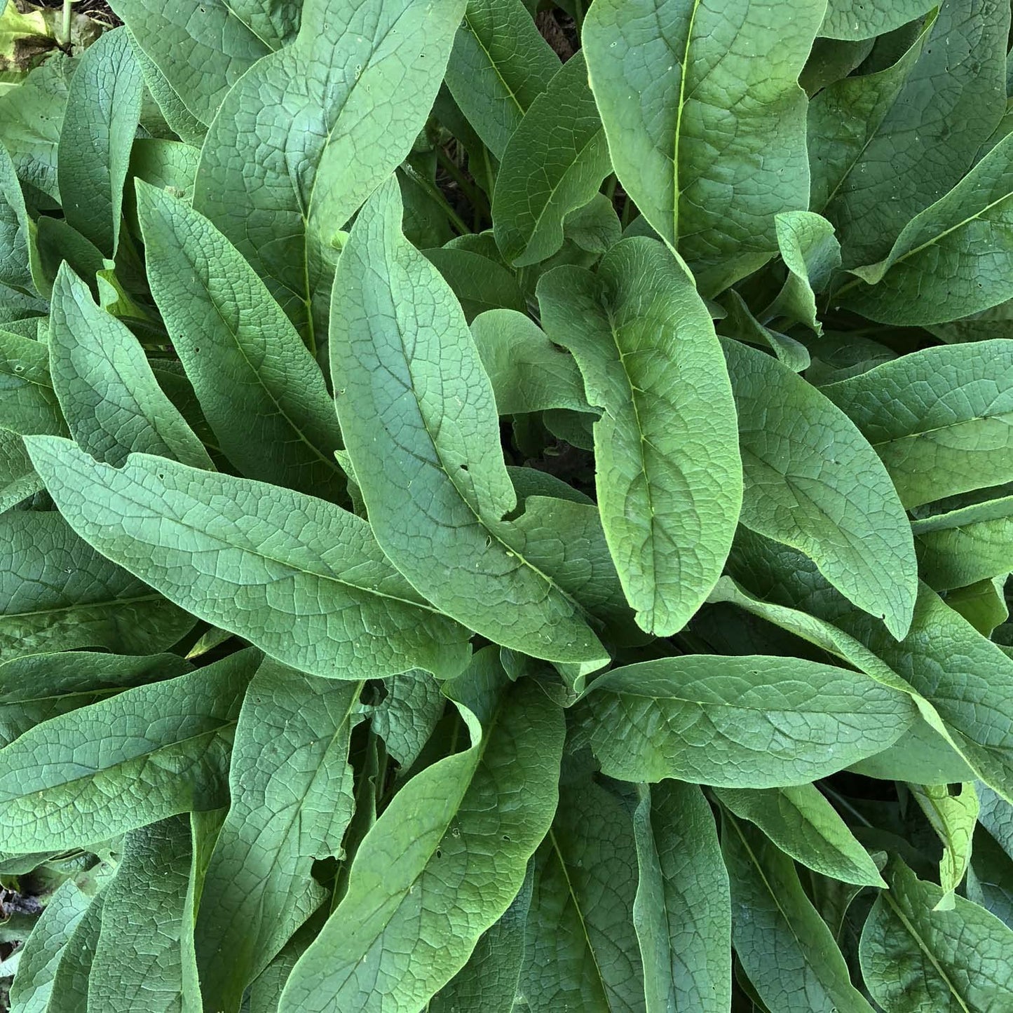 Smoke Camp Crafts Comfrey Plant, Symphytum officinale, Beautiful Plants, Mexican Hat, Garden Decor, 2.5" Pot
