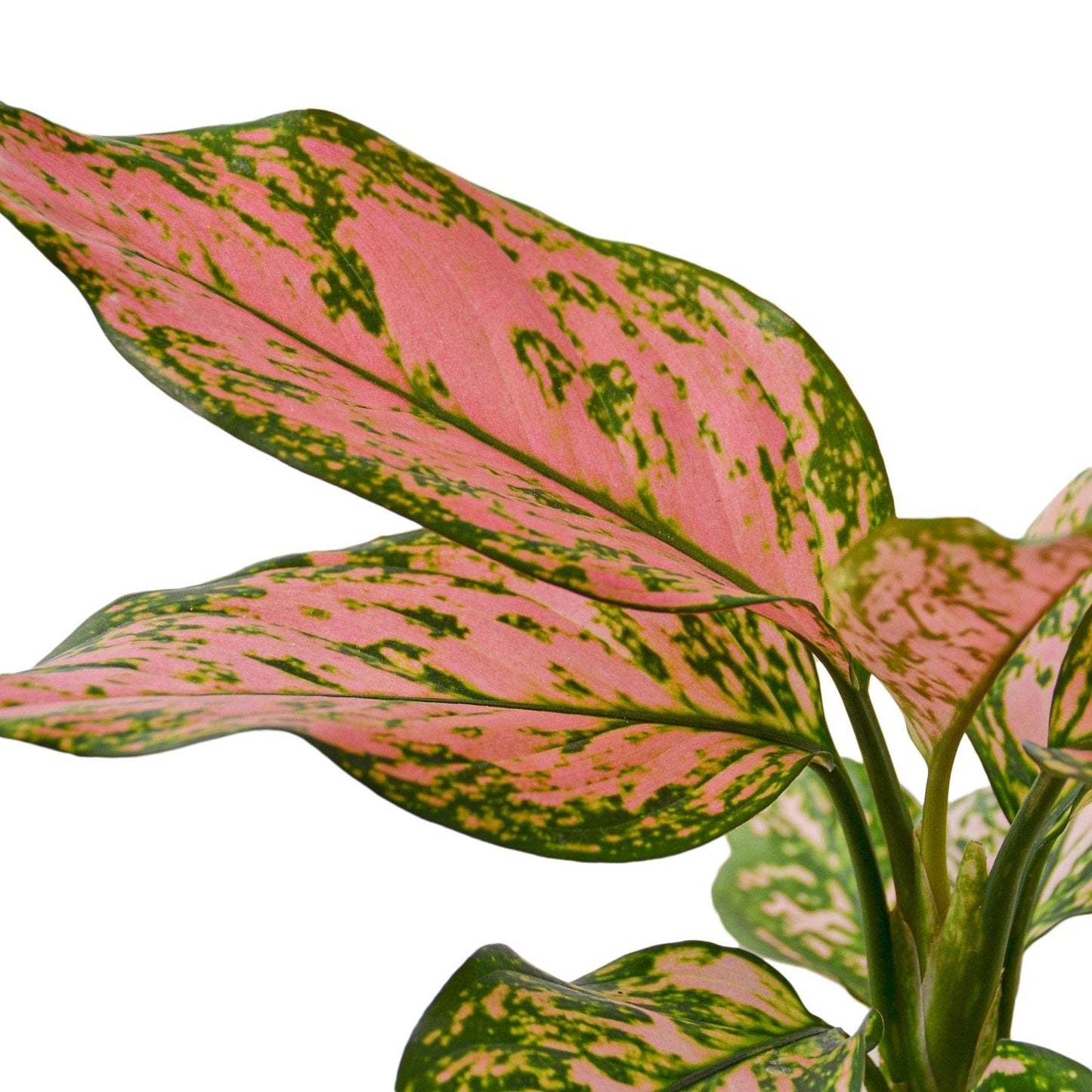 Chinese Evergreen 'Lady Valentine' | Live Plant for Indoor & Outdoor | for Living Room, Office, Bathroom | (4" Pot)