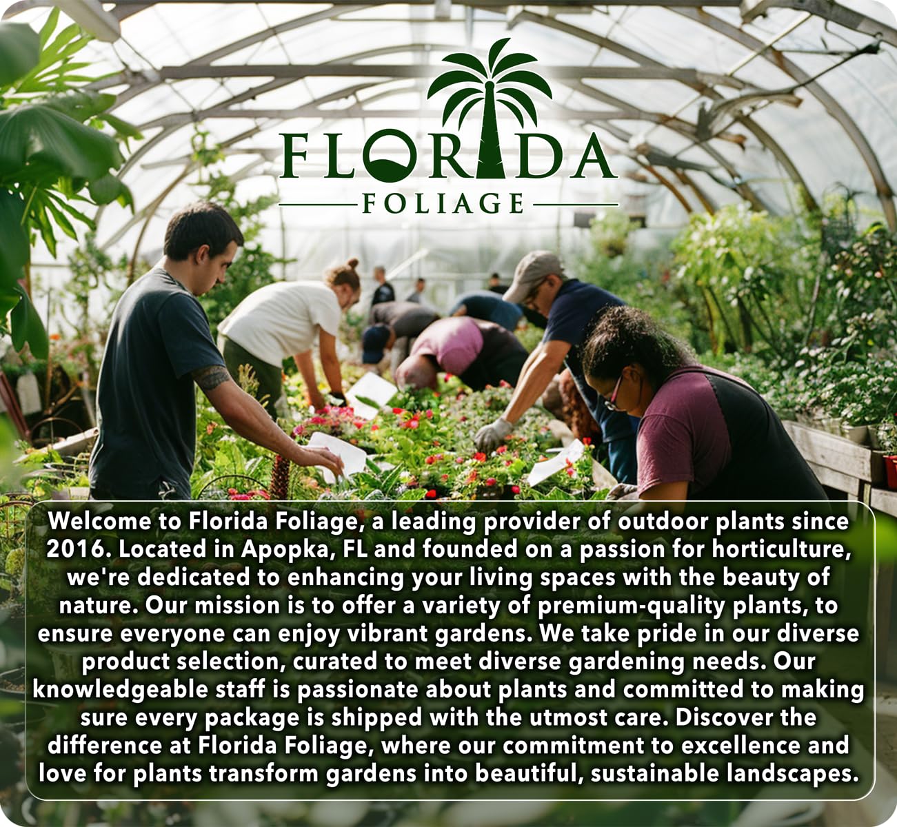 Blue Rug Juniper - 15 Live Plants - 4" Container Low Maintenance Evergreen Ground Cover