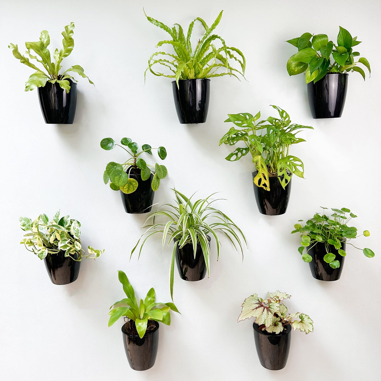 LalaGreen Bundle- 10 Pack, 4 Inch Black Self Watering Plant Pot + 2 Pack, 35.4 Inch Wooden Plant Holder Modern Indoor Hanging Wall Mount Vertical Hydroponic Garden Display Large Home Air Plant Decor