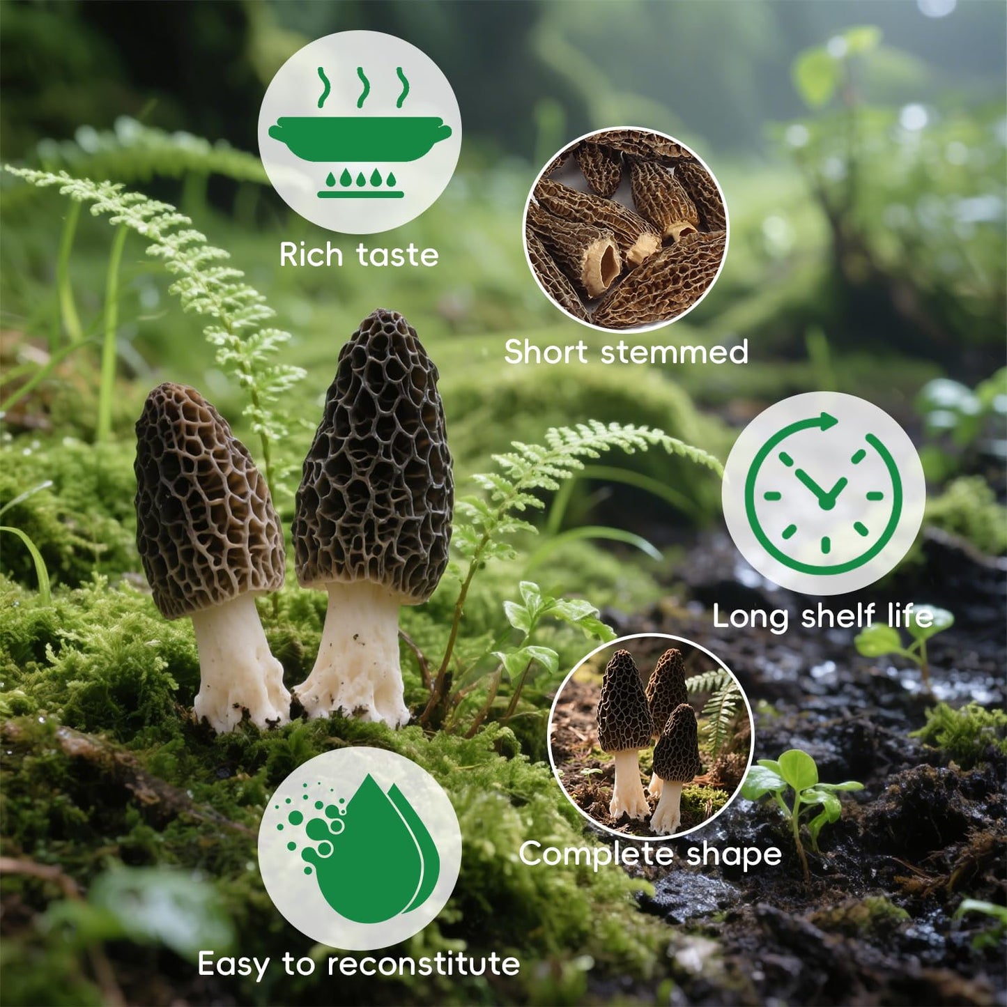 Greenfocus Dried Morel Mushrooms for Cooking, Fresh- Intense Flavor, Nutrient-dense, Intact Shapes, Umami Rich, All-Natural , Thick & Meaty ,Short Stems with Rich Aroma Premium Dry Morels 3oz