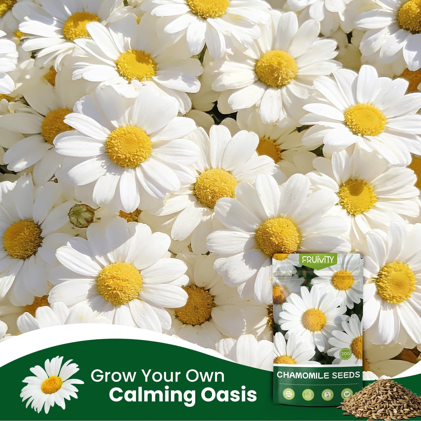 Fruivity 2300+ German Chamomile Seed Pack, Perennial Seeds for Planting, Herb Seed to Plant, Easy to Grow, High Germination, for Home Garden Indoor Outdoor