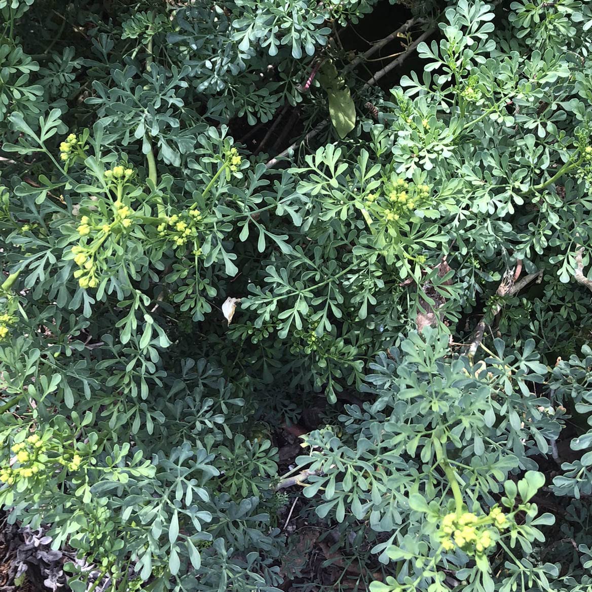Smoke Camp Crafts Rue Herb Plant Seeds, Ruta graveolens, Grows Into Beautiful Plants, Herb of Grace, Garden Rue, 100 Seeds for Planting, 0.2 Gram