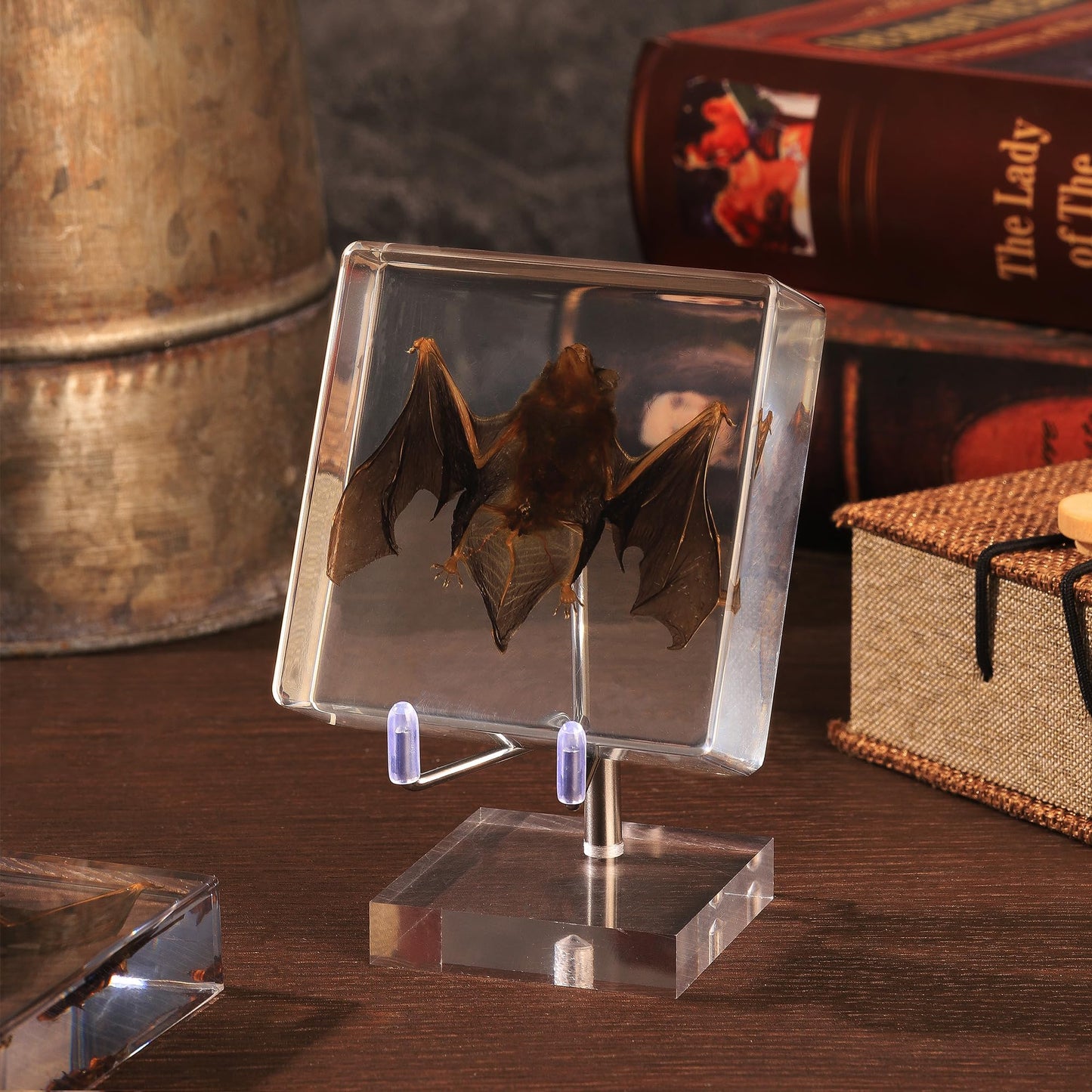 Taxidermy Bat, Real Bat Specimens Animal Specimen in Resin with Acrylic Base Display Stand for Science Classroom Science Education.Unique Gift for Fans of Taxidermy, Animal Skull, Oddities, Biology