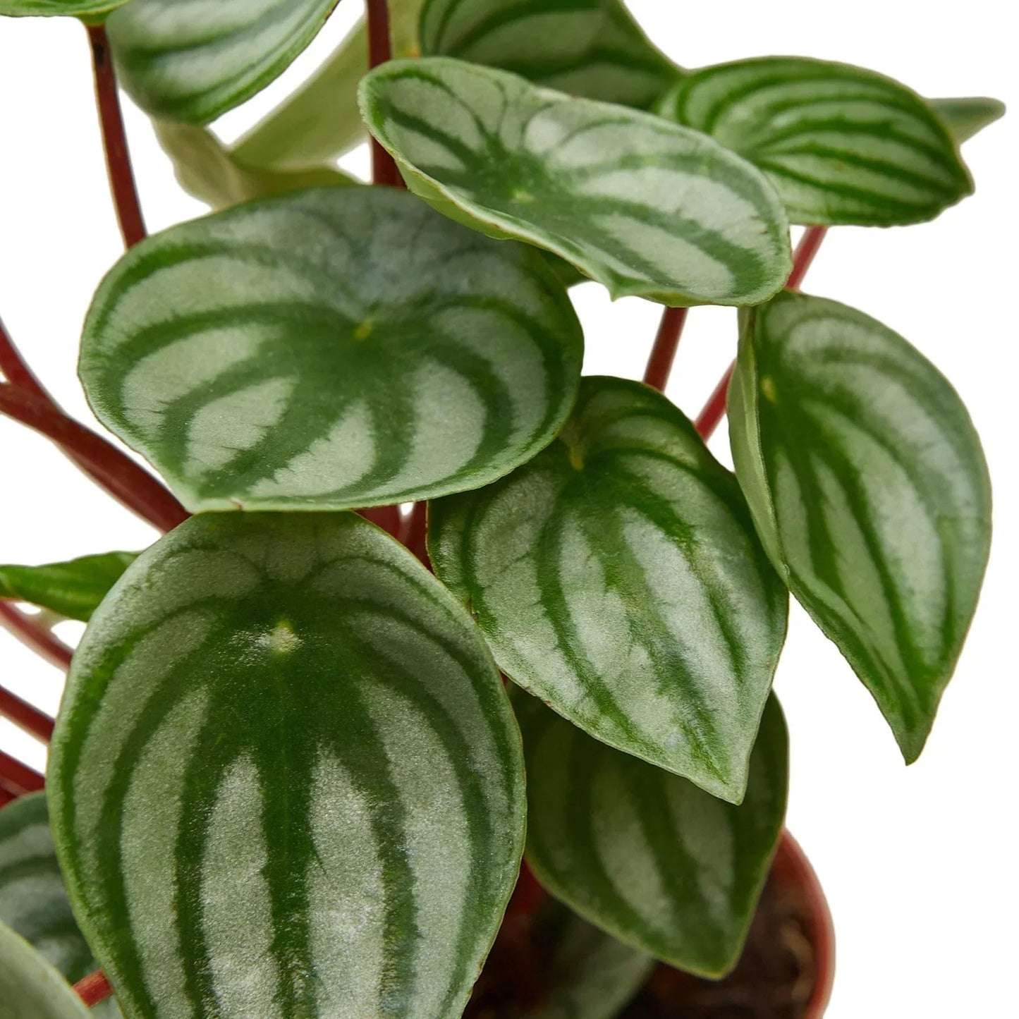 Peperomia Watermelon | Live Plant for Indoor & Outdoor | for Living Room, Office, Bathroom | (4" Pot)