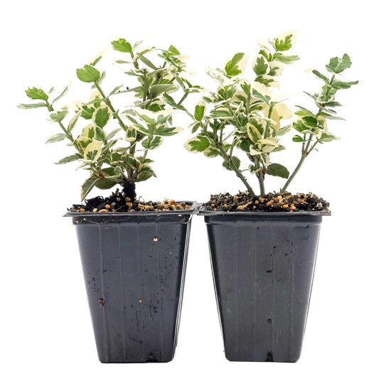 2 Emerald Gaiety Euonymus in 3.5” Nursery Cubes (Euonymus fortunei ‘Emerald Gaiety’) | Dense, Low-Growing Evergreen Shrub with Variegated Green and Cream Foliage | Live Starter Plants
