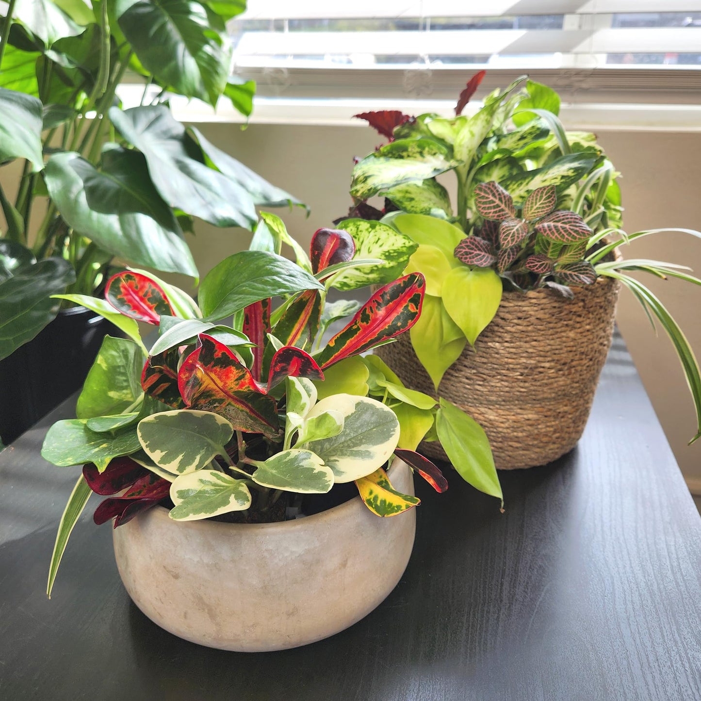 Easy to Grow Live Houseplants (6 Pack), Deluxe Collection of Assorted Air Purifying Indoor Plants, Peperomia, Spider Plants, No Duplicates, Pothos, Easy Plant Care, 2 in Pots, Begonia, Croton