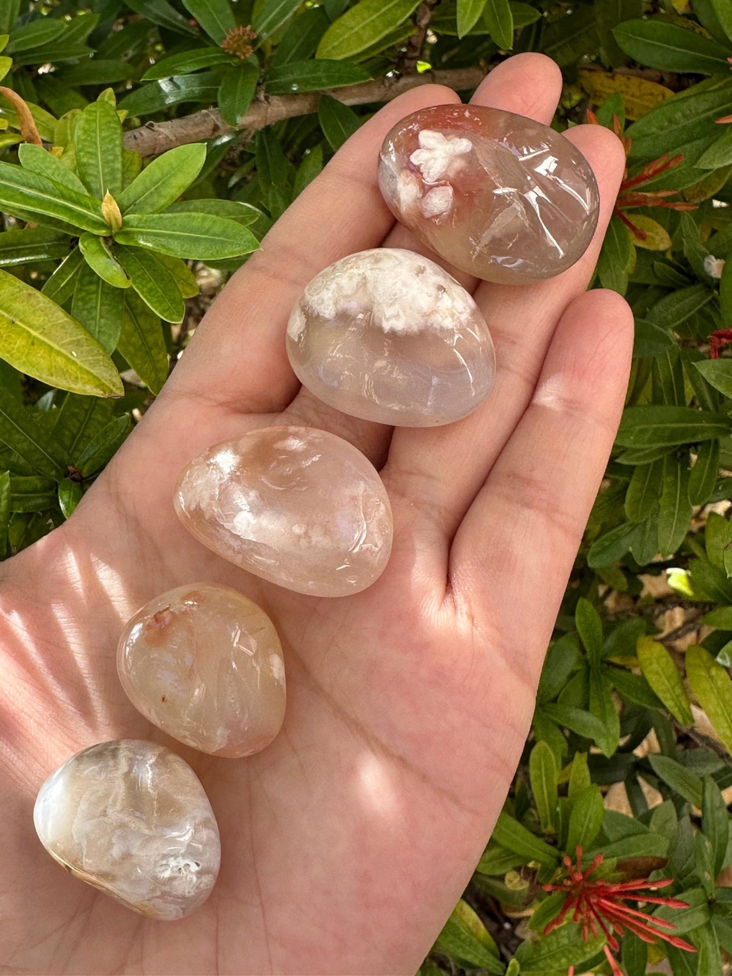 GAF TREASURES 5 Pcs Bloodstone Tumbled Stones, Polished Natural Bloodstone Gemstone, Bloodstone Healing Crystals (Bloodstone)