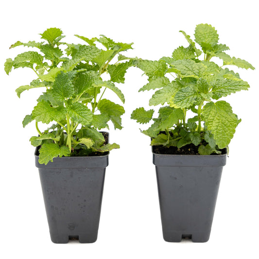 2 Lemon Balm Plants in Cubes | Live Aromatic Culinary Medicinal Herb with Lemon-Scented Foliage | Fast-Growing Perennial Shrub for Teas, Pollinators, Containers & Gardens (Melissa officinalis)
