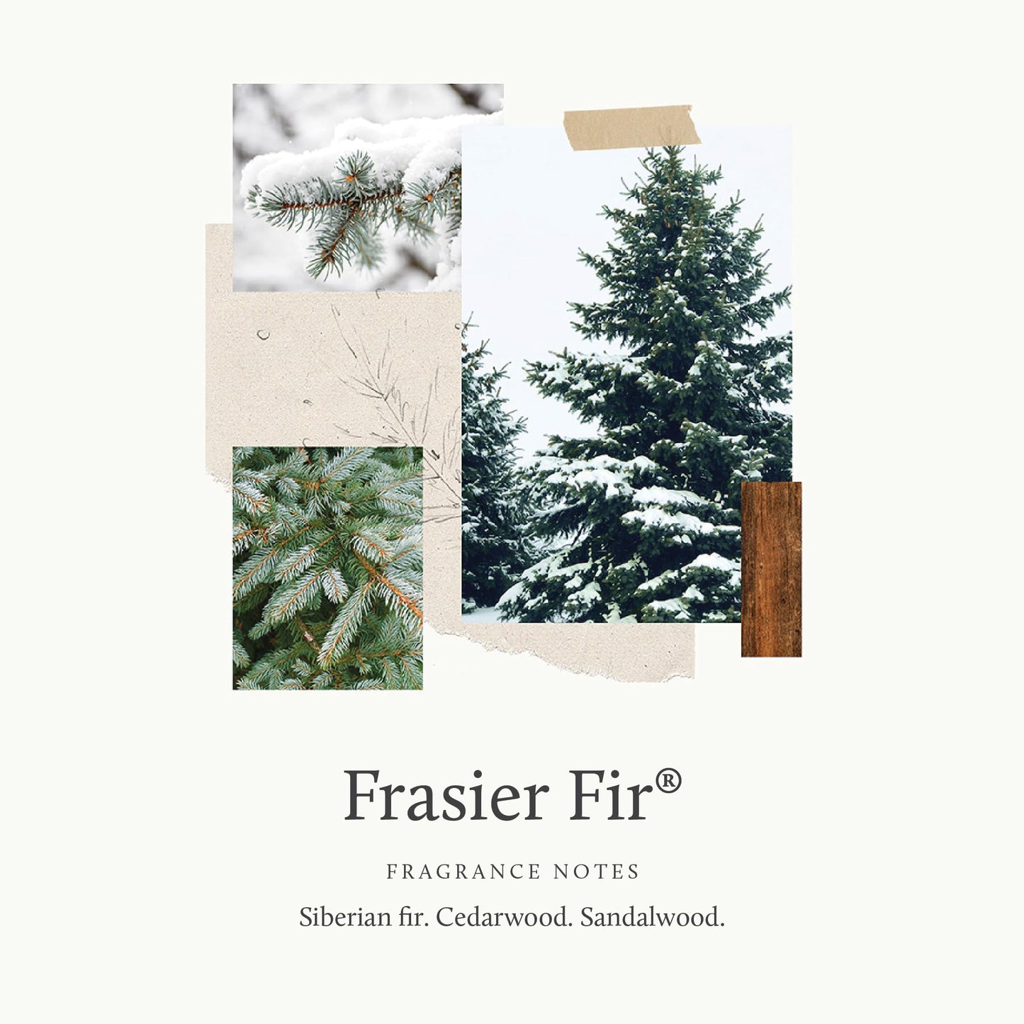 Thymes Frasier Fir Candle - Molded Green Glass Jar with Pine Needle Design - Winter Candle Gifts for Women & Men - Fresh Home Fragrance - Notes of Crisp Siberian Fir, Cedarwood & Sandalwood (6.5 oz)