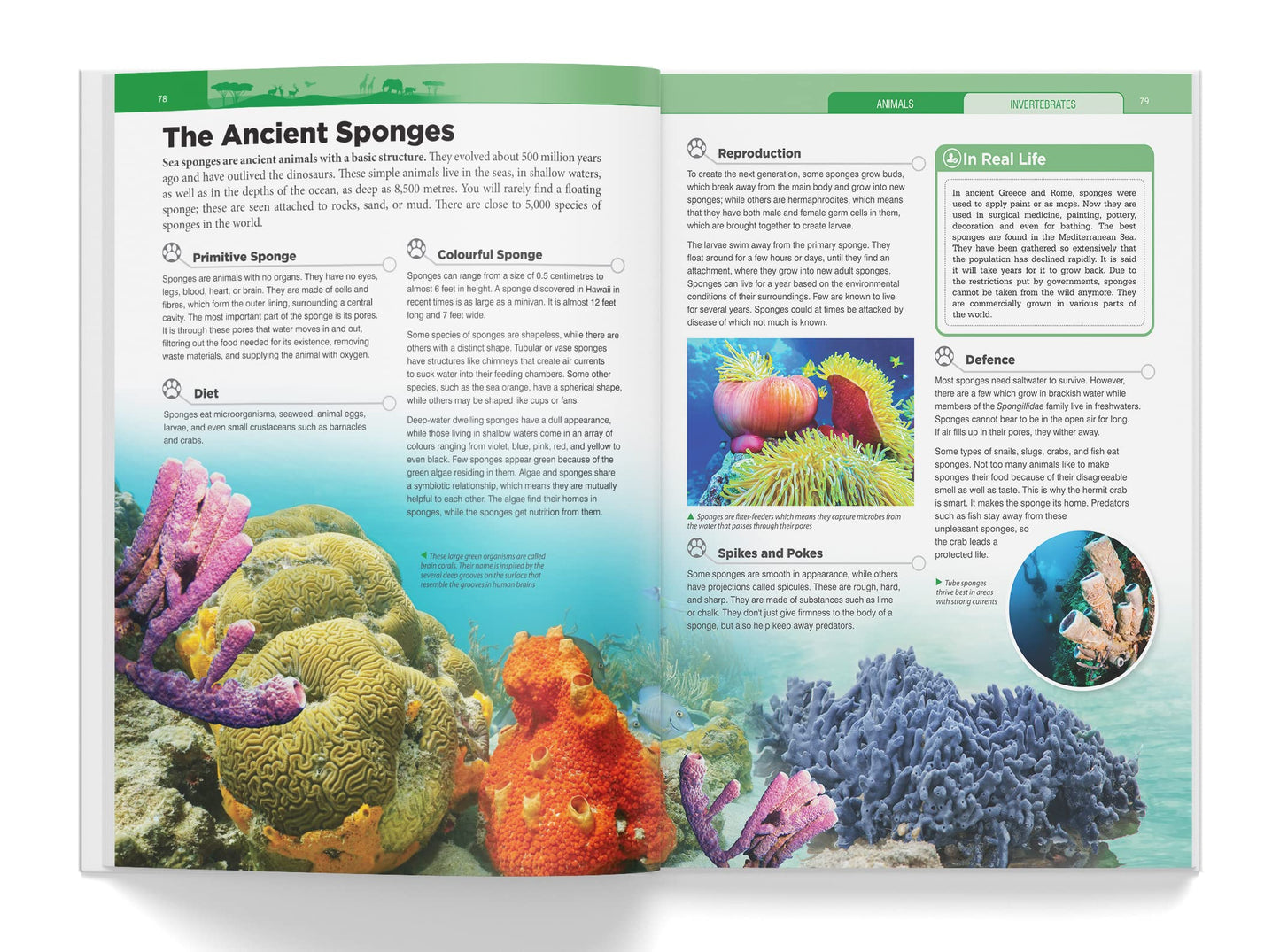 Knowledge Encyclopedia: Animals (Knowledge Encyclopedia For Children)