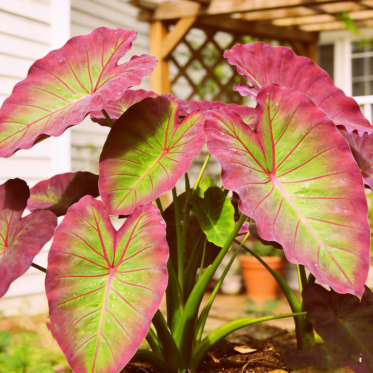 mkiytfdn Elephant Ear,Giant Tropical Foliage for Year After Year Garden Growth-10BULBS-B