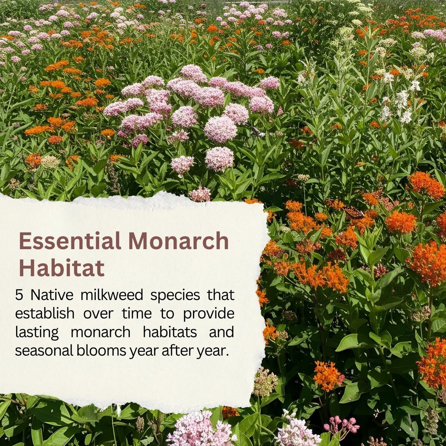 SunHaven Seeds Native Milkweed Variety Pack - 5 Essential Species for Monarch Butterfly Gardens - Common, Swamp, Butterfly Weed, Showy & Narrowleaf - Non-GMO Native Wildflower Seeds for Pollinators