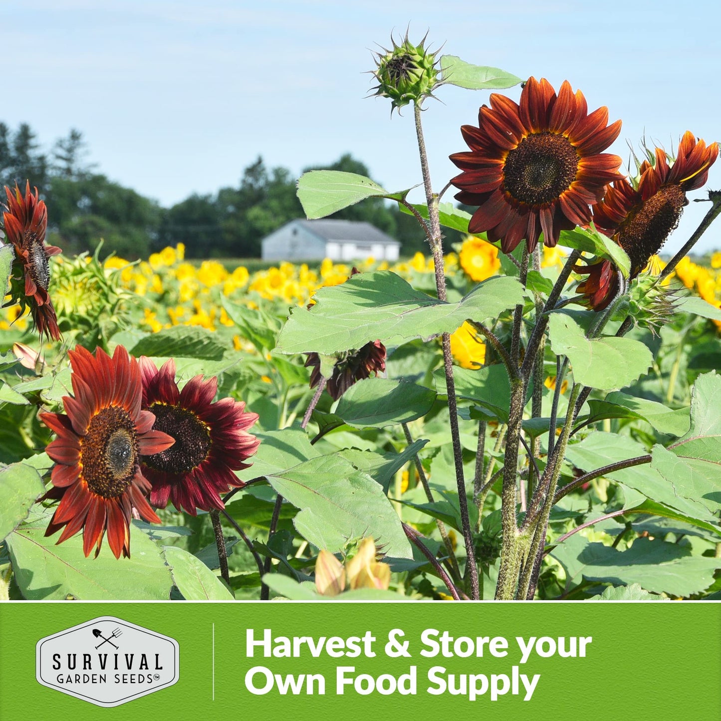 Chocolate Cherry Sunflower Seeds for Planting | Rare Burgundy Black Blooms, 6-7ft Giant Non-GMO Heirloom Flower - Survival Garden Seeds (5 Packs)