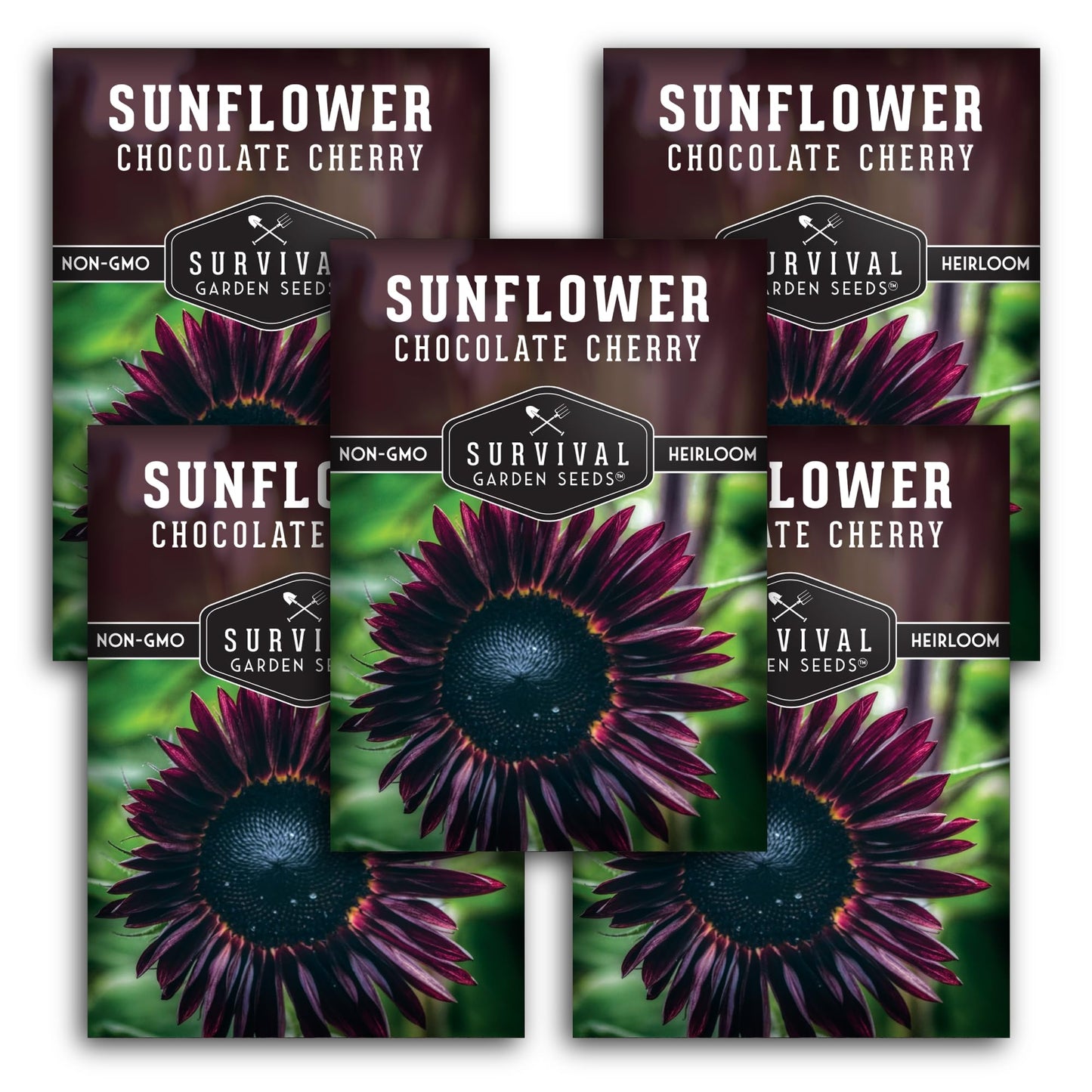 Chocolate Cherry Sunflower Seeds for Planting | Rare Burgundy Black Blooms, 6-7ft Giant Non-GMO Heirloom Flower - Survival Garden Seeds (5 Packs)