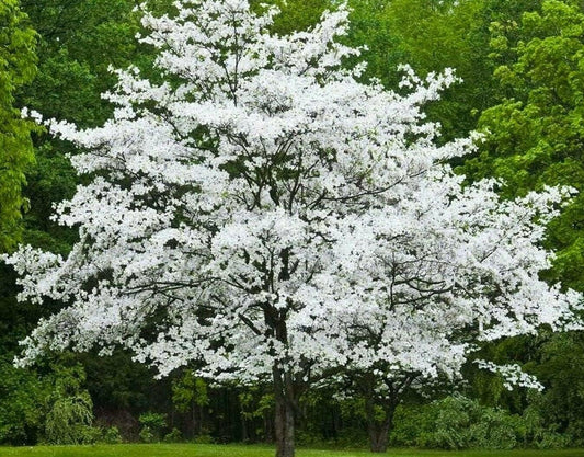 2 White Flowering Dogwood Trees - 10-18" Tall Live Plants - Ornamental Landscaping Trees - Cornus Florida - (2 Pack)