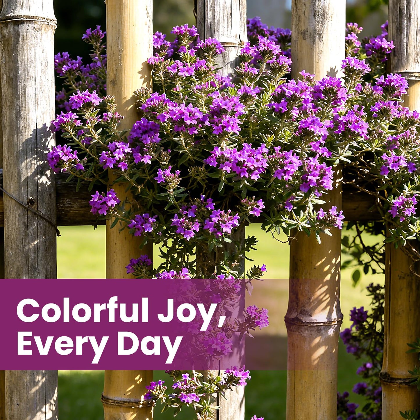 Fruivity 20000+pcs Creeping Thyme Seeds for Planting, Perennial Ground Cover Plants Flowers Seeds Fragrant Herb Seeds for Lawns & Paths Garden
