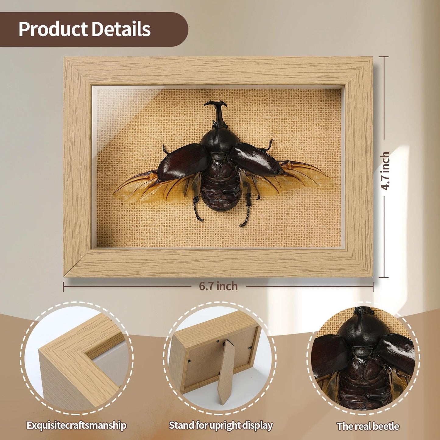 TOHTOFN Real Rhinoceros Beetle (Dynastes) Preserved Framed - 6.7x4.7 Inch Handcrafted Insect Specimen Shadow Box, Gothic Home Decor for Christmas Halloween Birthday Gifts