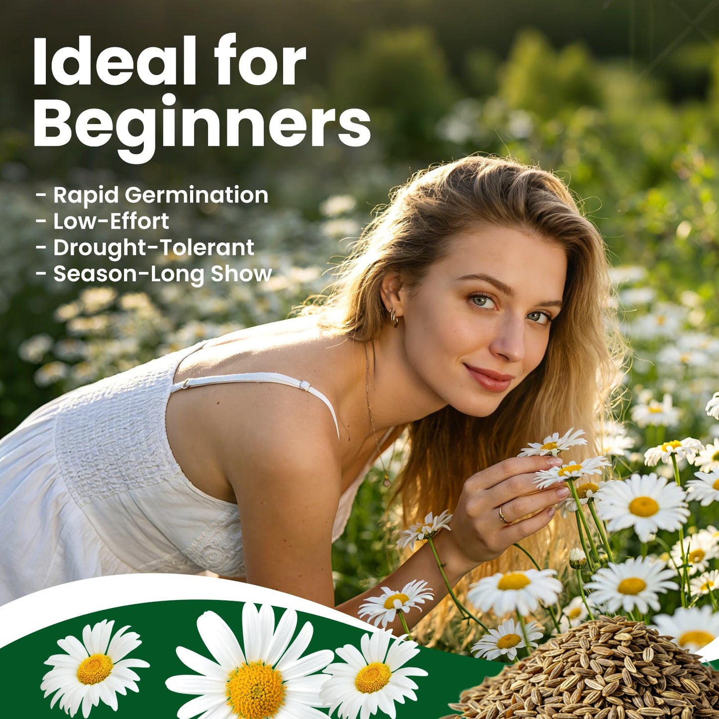 Fruivity 2300+ German Chamomile Seed Pack, Perennial Seeds for Planting, Herb Seed to Plant, Easy to Grow, High Germination, for Home Garden Indoor Outdoor
