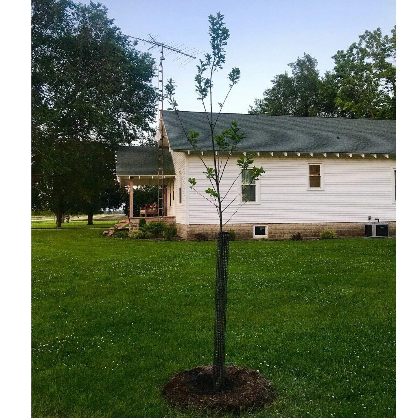 Voglund Nursery Mesh Tree Bark Protector Guard 48 Inches Tall (5 Pack) Heavy Duty with Zip-Ties, Tree Trunk Protectors from Trimmers, Tree Guard, Tree Protector for Saplings and Fruit Trees