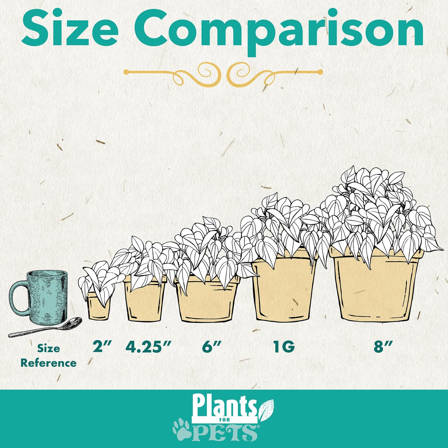 Peace Lily Plant, Houseplant Decor in 6" White Pot, Easy Flowering Gift, Peace Lilies, Indoor Plants, Spathiphyllum Gifts, Office Plants, Decorative Plants & Houseplants by Plants for Pets