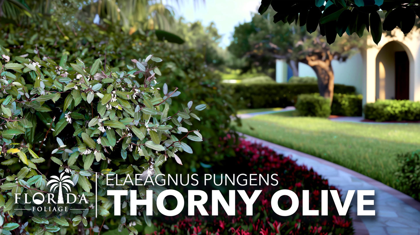 Elaeagnus Pungens I 10 Live Plants I Thorny Olive I Hardy Evergreen Shrub with Fragrant Blooms, Perfect for Hedges, Screening & Ornamental Garden Display
