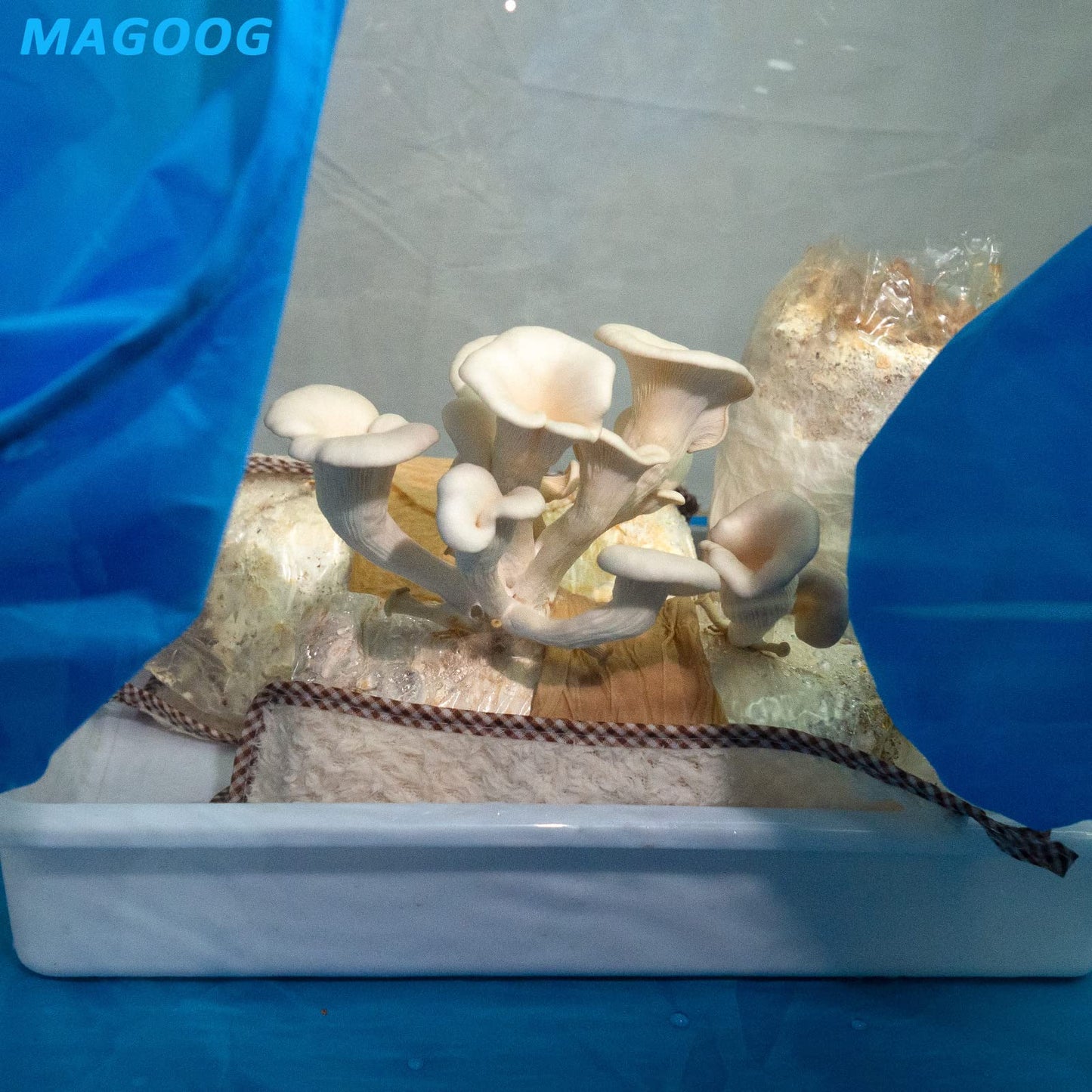 Magoog Still Air Box, Mushroom Grow Box, Still Air Box for Mushroom Lovers, Mushroom Grow Tent, Mycology Fume Hood Propagation Stations, 35.5x23.5x23.5’, Grow Mushroom at Home