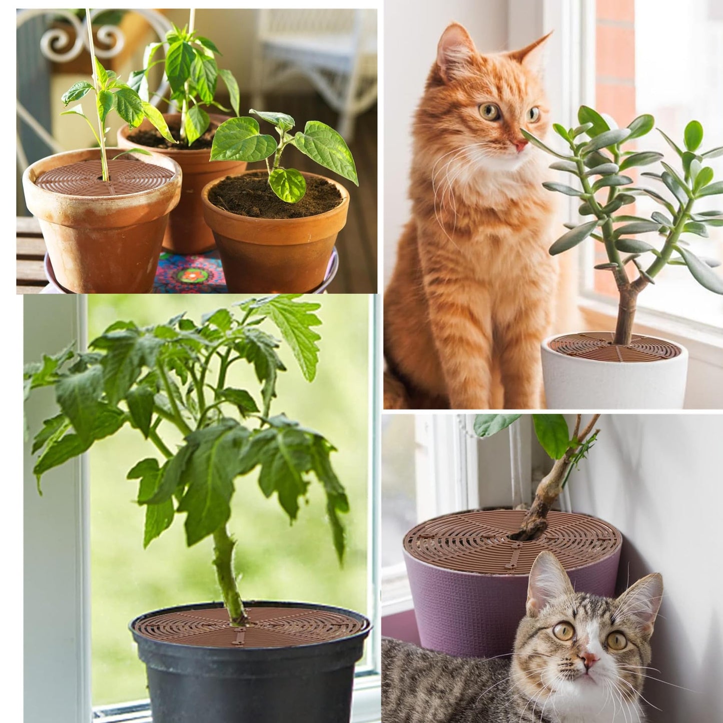 alblinsy 6 Pcs Plant Pot Grid Soil Protector Covers, 11.8" Cuttable Plant Protector Flower Pot Grid from Animals Cat Digging Stopper Plant Pot Cover with Stakes for Plant Gardening(6PCS Brown)