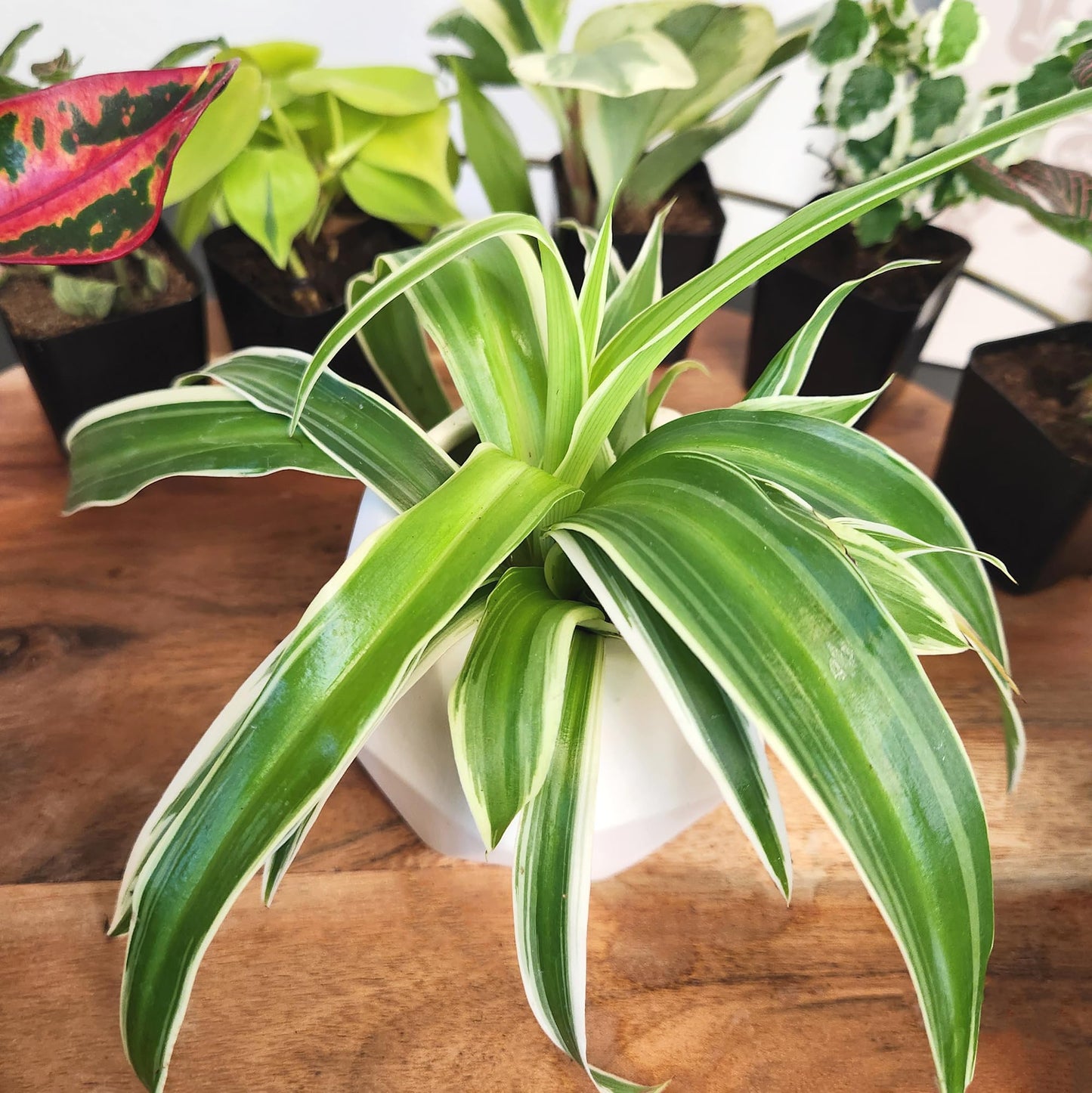 Easy to Grow Live Houseplants (6 Pack), Deluxe Collection of Assorted Air Purifying Indoor Plants, Peperomia, Spider Plants, No Duplicates, Pothos, Easy Plant Care, 2 in Pots, Begonia, Croton
