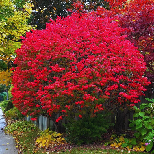 2 Bareroots Dormant Burning Bush Shrub Live Plants Rooted Cuttings, 6-12" Tall, Dormant, No Leaf, No Pot, Hardy Burning Bush Shrub for Outdoor Landscaping
