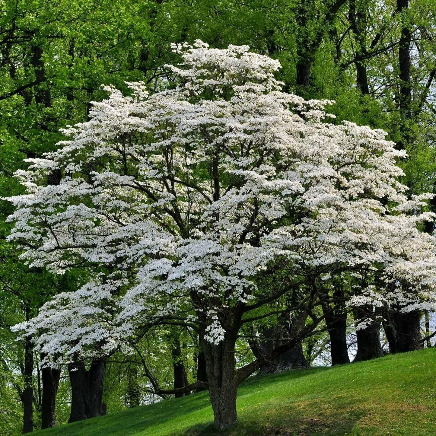 5 White Flowering Dogwood Trees - 10-18" Tall Seedlings - Live Plants/Shrubs - Cornus Florida - (5 Pack)