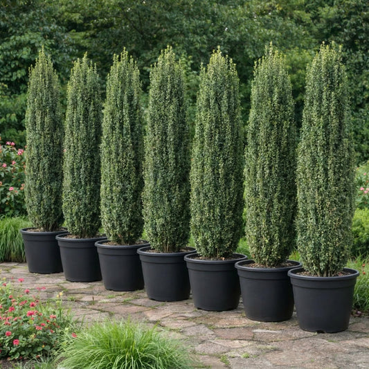 2 Sky Pencil Holly Live Plants, 2.5-Inch Pot, 6–12 Inch Tall Japanese Holly Shrubs, Easy Care Evergreen Trees for Outdoor Landscaping