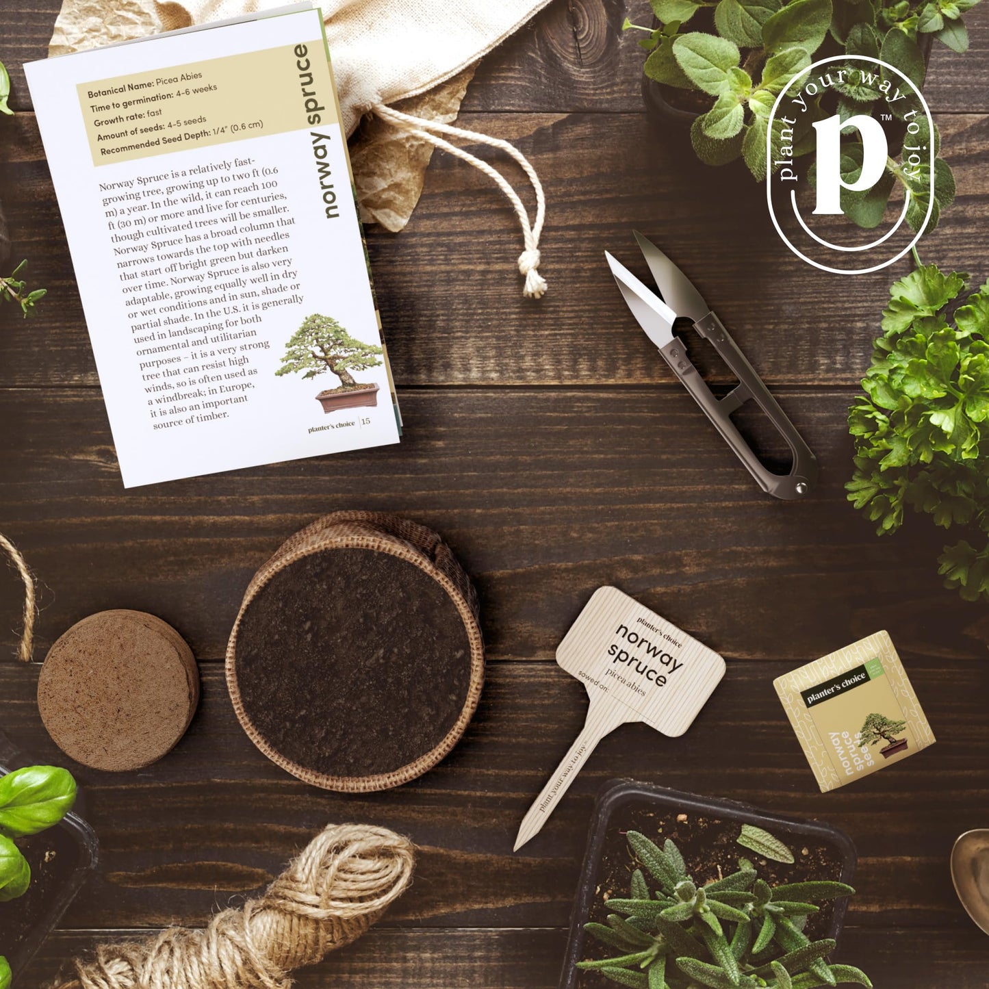 Bonsai Starter Kit - Gardening Birthday Gifts for Women & Men - Bonsai Tree Growing Garden Crafts Hobby Kits for Adults, Unique DIY Hobbies for Plant Lovers - Unusual Gifts Ideas Mom, Her, Friend