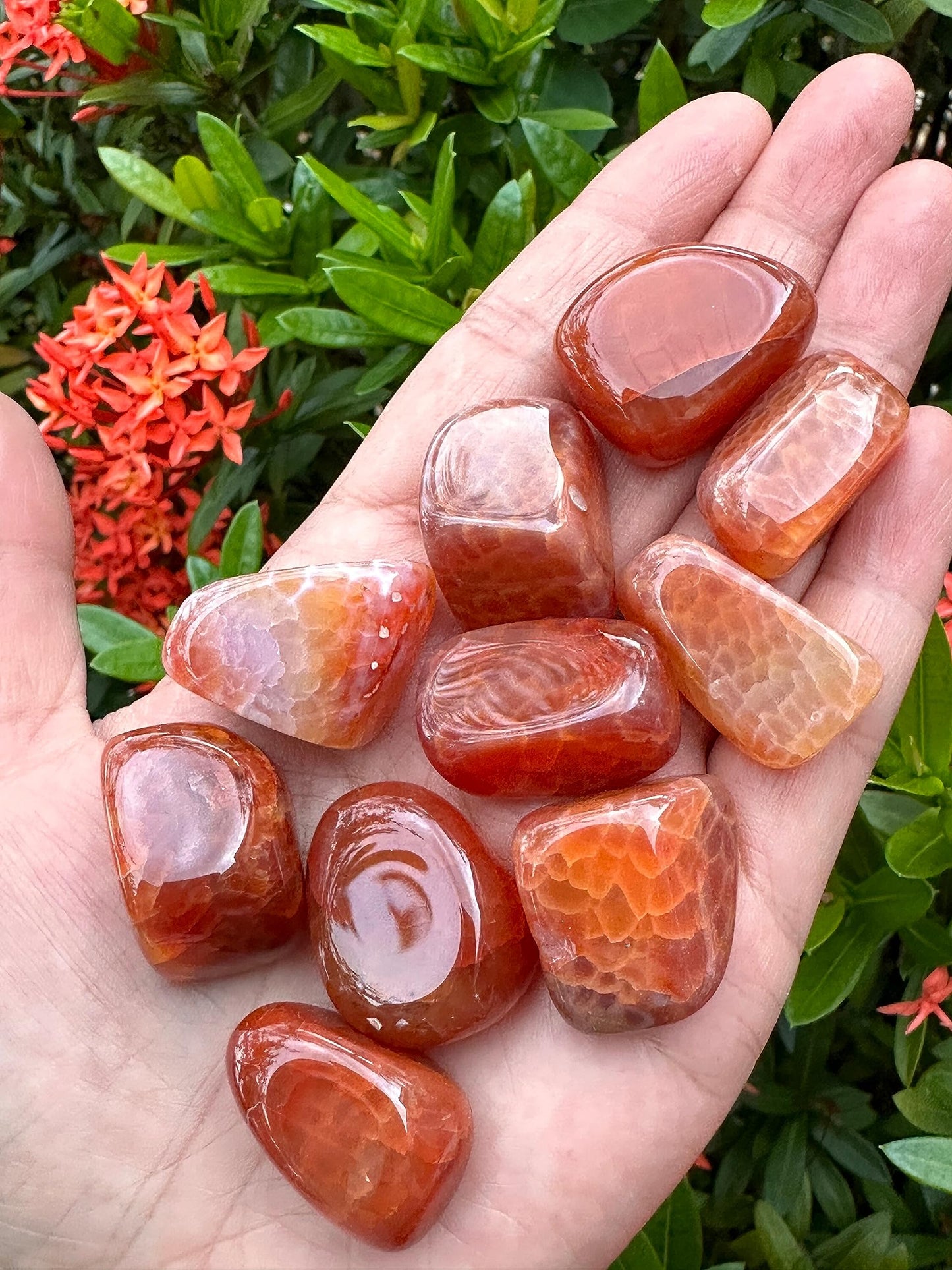 Wholesale Tumbled Fire Agate Stones, Polished Fire Agate Rocks (0.25 Pound)