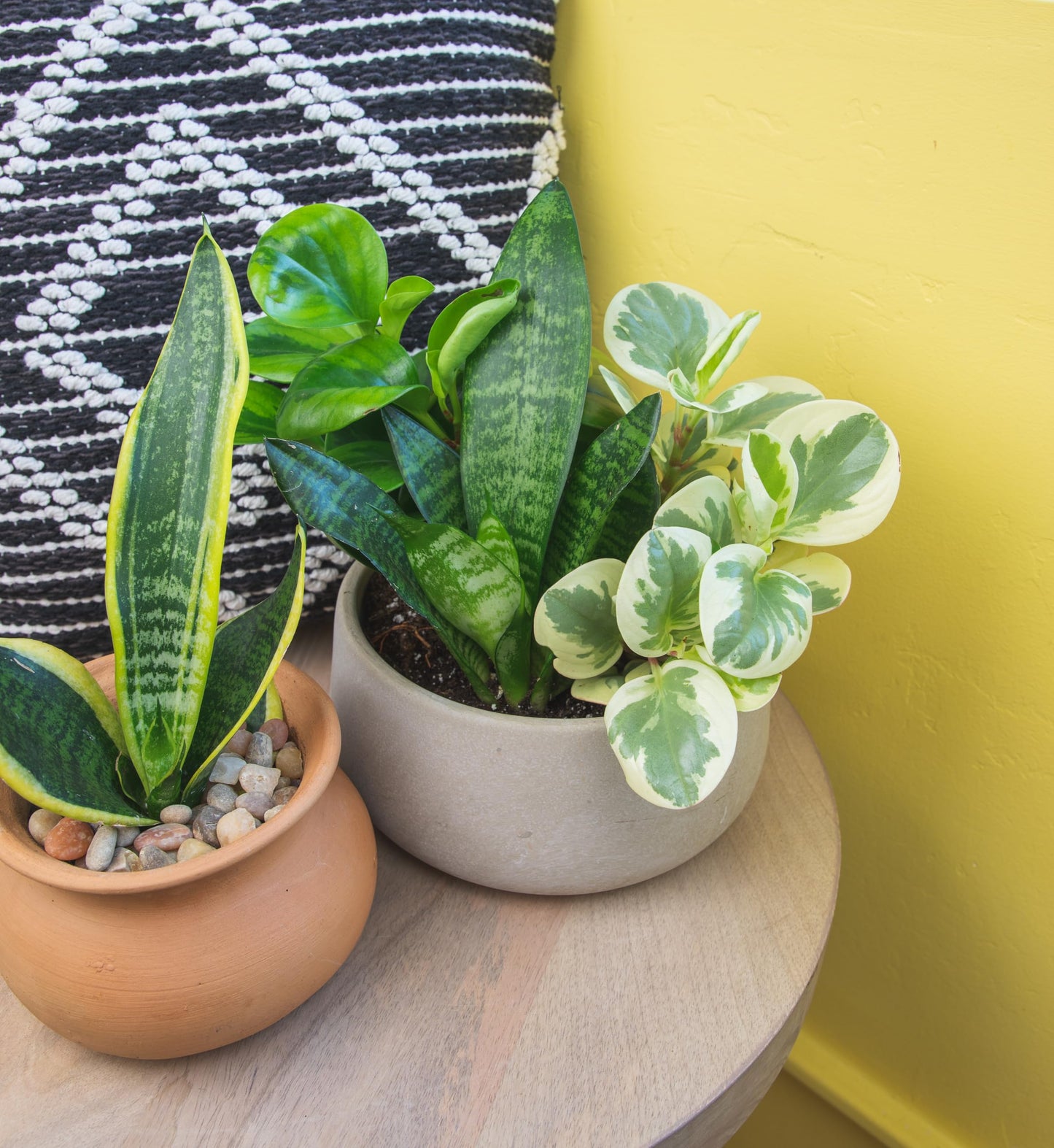 Altman Plants Classic Houseplant Collection (4PK) Live Indoor Plants in 4" Pots, Easy Care House Plants, Snake Plant, Pothos in Potting Soil, Clean Air Plants