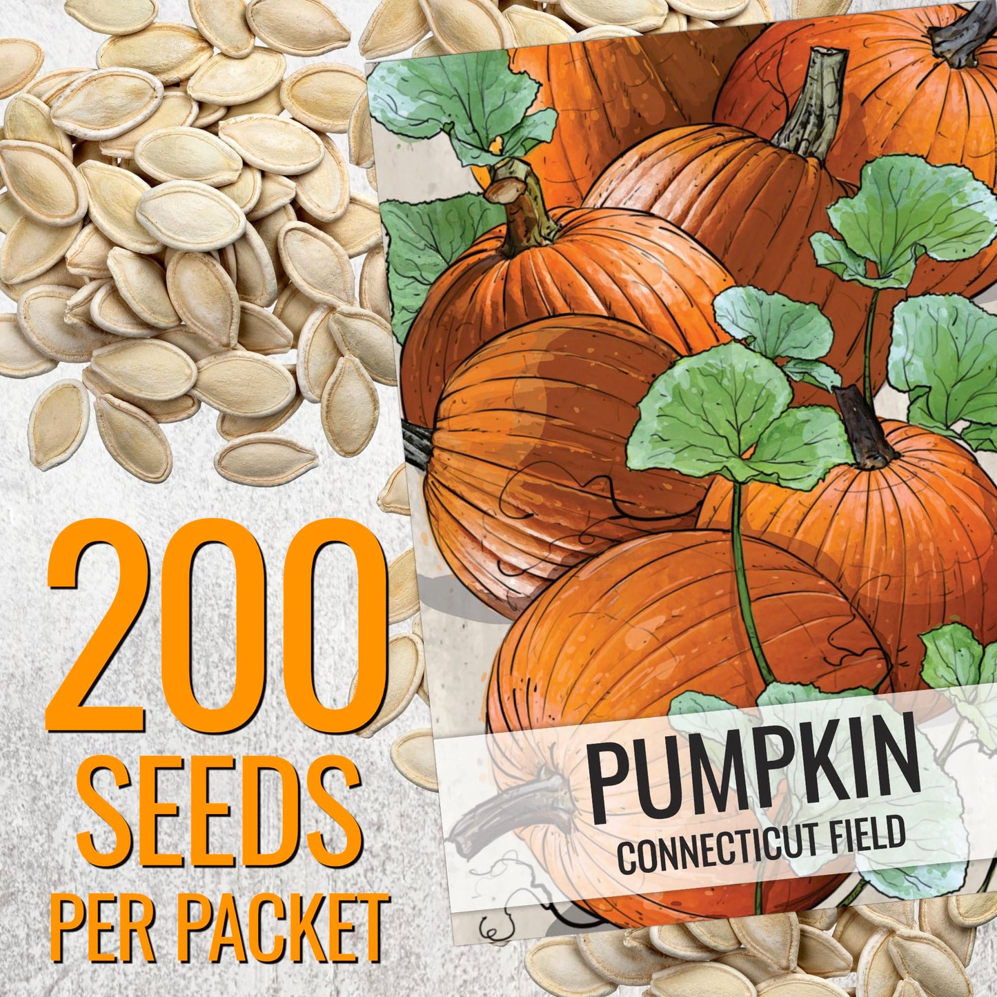 Seed Needs Connecticut Field Pumpkin Seeds for Planting | 1 Ounce Cucurbita Pepo Heirloom Vegetable Seeds Non GMO | American Field Favorite Carving Pumpkin | Bulk