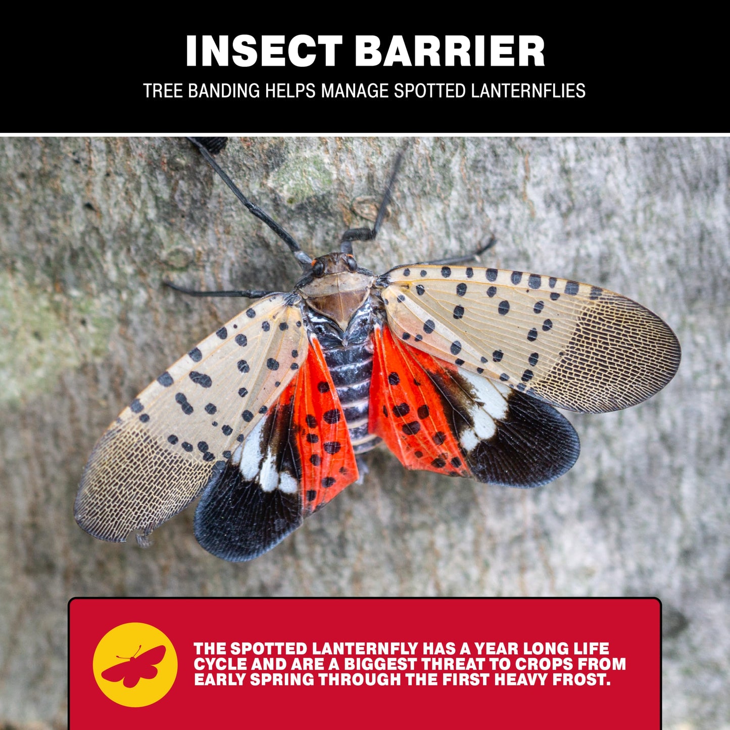 Catchmaster Tree Banding Insect Barrier DIY Kit, 15oz Pail & Spreader, Lanternfly & Ant Traps, Outdoor Adhesive Crawling Insect Trap to Protect Trees, Fruit & Plants