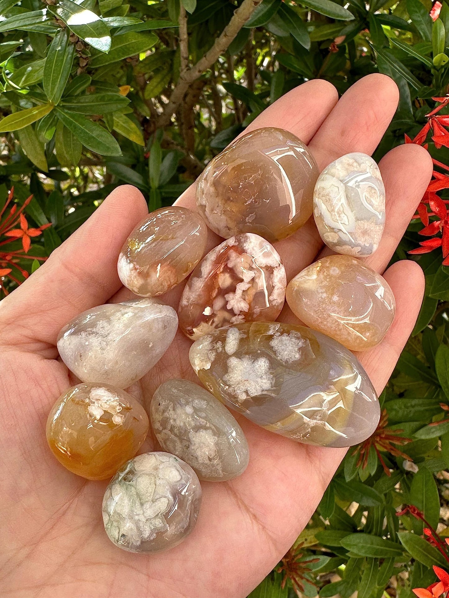 GAF TREASURES 5 Pcs Flower Agate Tumbled Stones, Polished Natural Flower Agate Gemstone, Flower Agate Healing Crystals (Flower Agate)