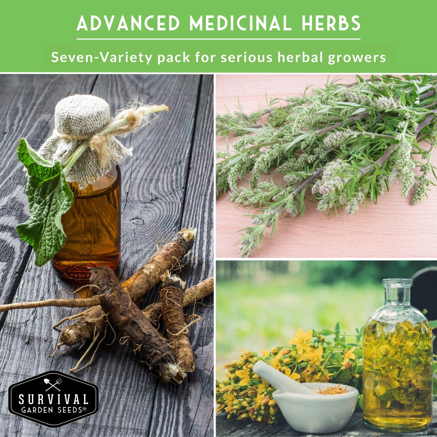 Advanced Medicinal Herb Seeds Collection - Variety Pack for Planting with Plantain, Joe-Pye Weed, St John’s Wort, Valerian, Mugwort - Heirloom Apothecary Herbalist Seed Bundle - Survival Garden Seeds