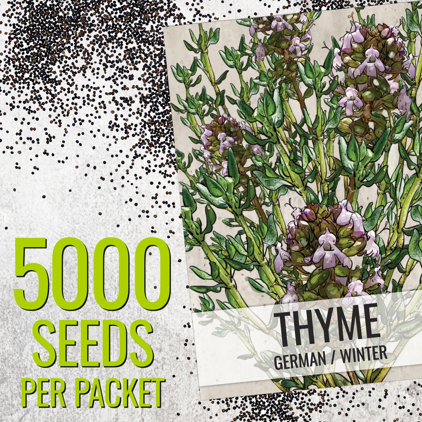 Seed Needs Thyme Seeds for Planting - Non-GMO Heirloom & Untreated Perennial Herb Seed to Plant a Culinary Kitchen Garden Indoors or Outdoors (XL Pack)
