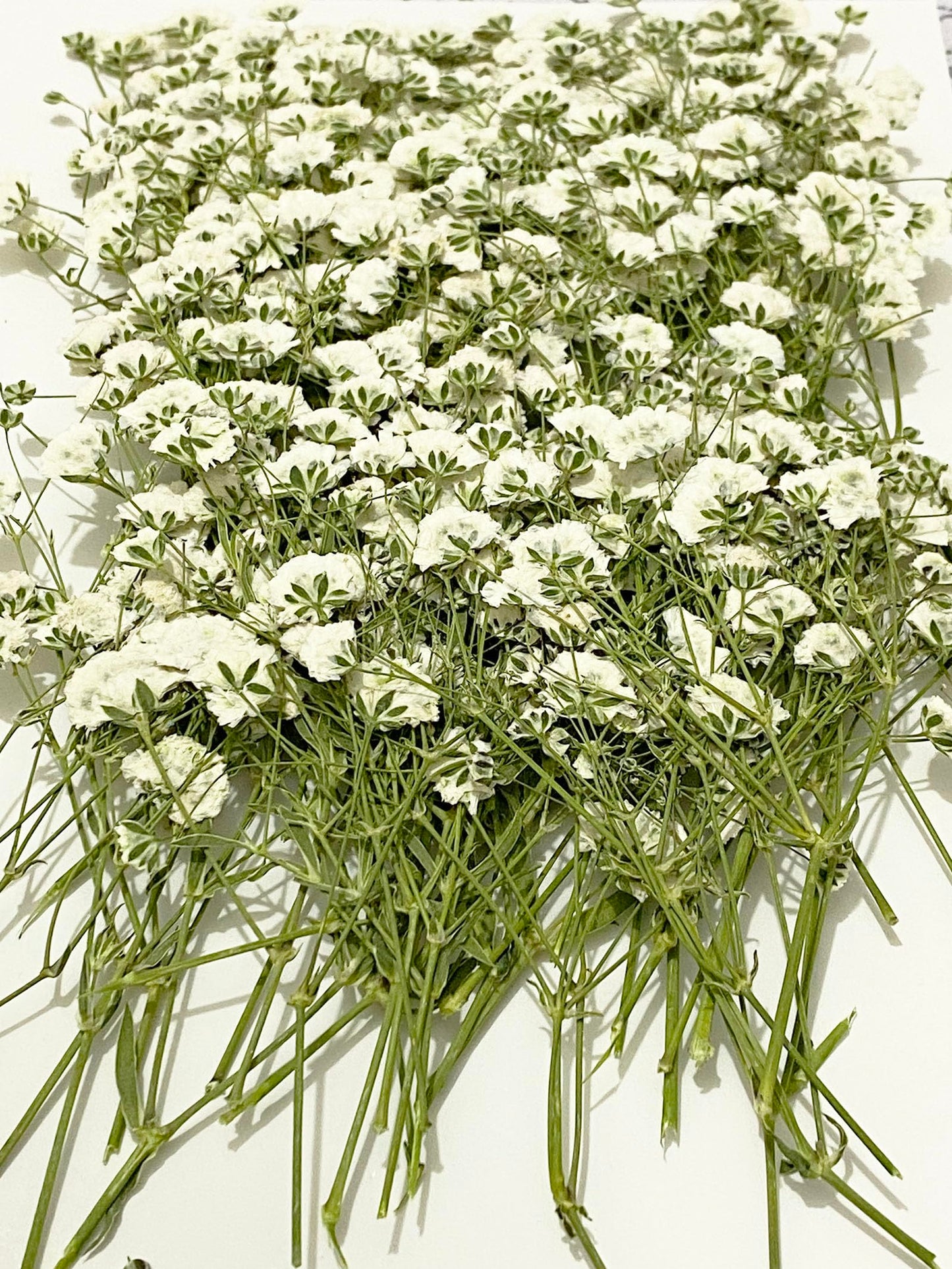 UOKWIWI 100 pcs White Baby's Breath Real Natural Dried Pressed Flowers for Resin Art Craft DIY Making Wedding Card Home Party Decor